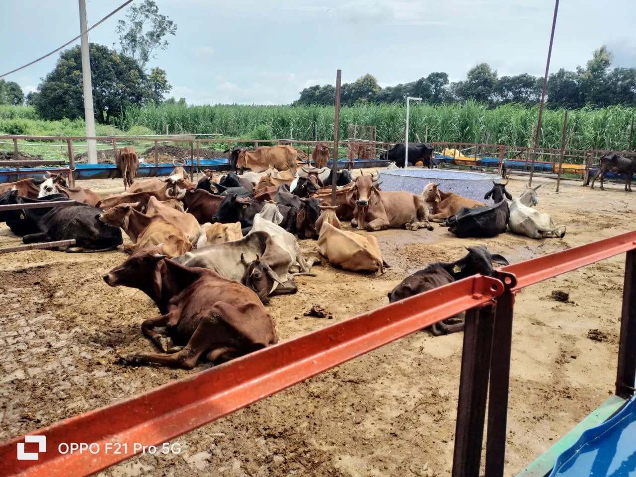 Shri Radhanpur Khodador Gaushala