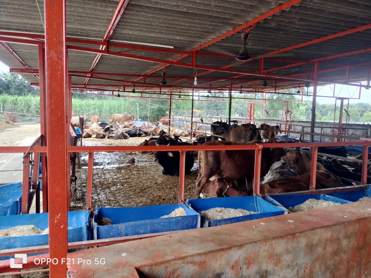 Shri Radhanpur Khodador Gaushala